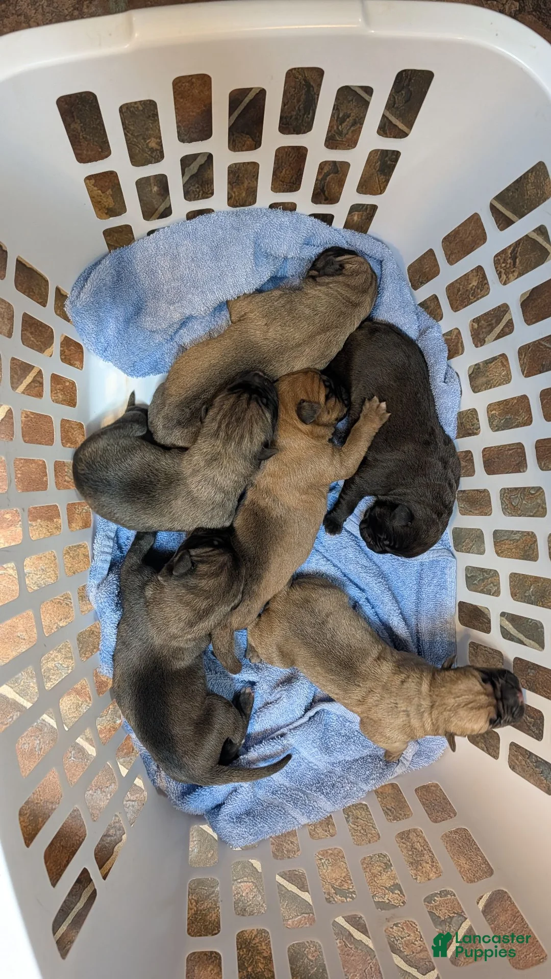 Cane Corso dogs for sale: Cane Corso 1 - Ad 2