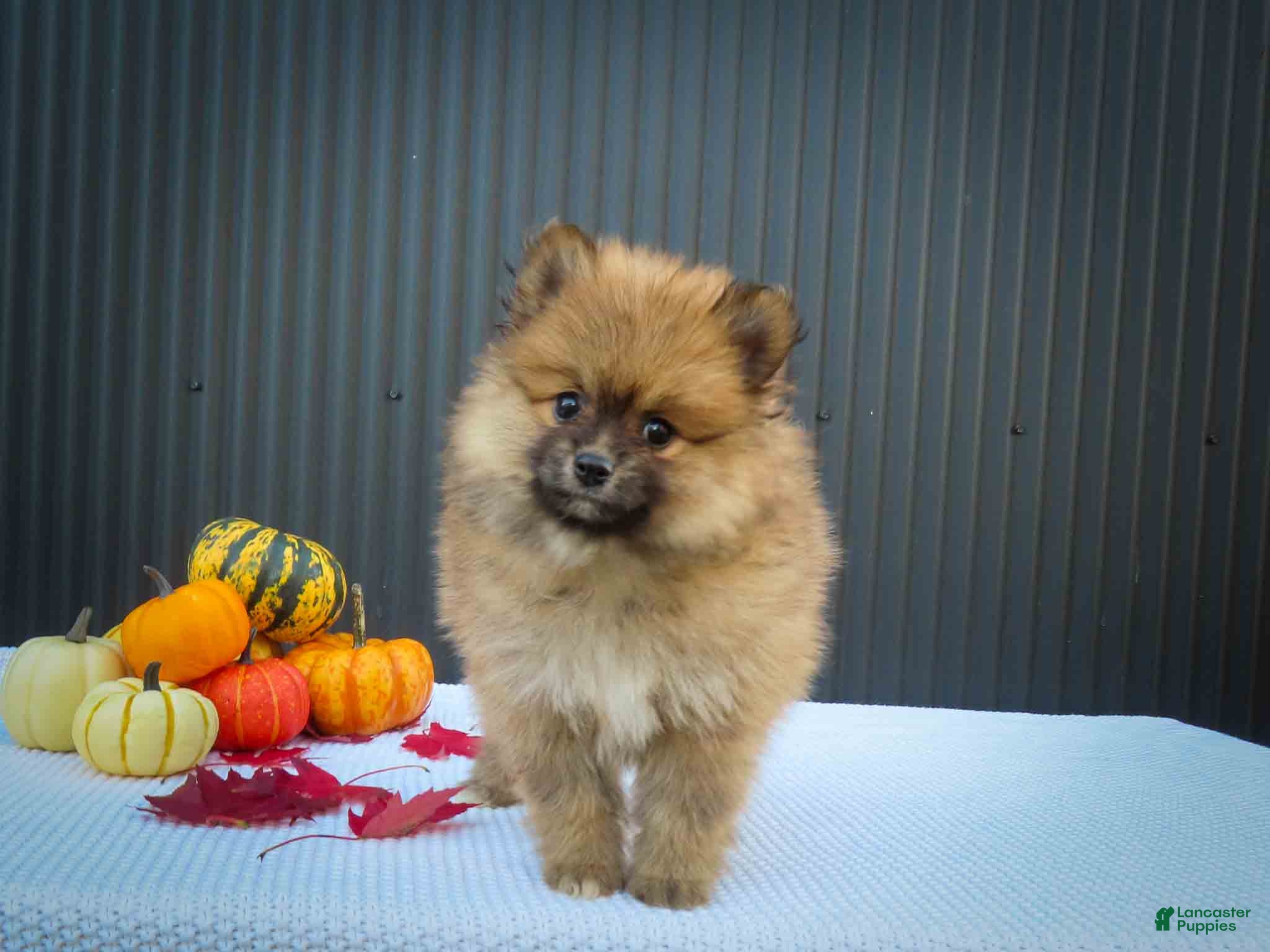 Pomeranian dogs 🐾 Meet Rolo — A Bouncy Little Ball of Fluff! 🐾 - Ad 1