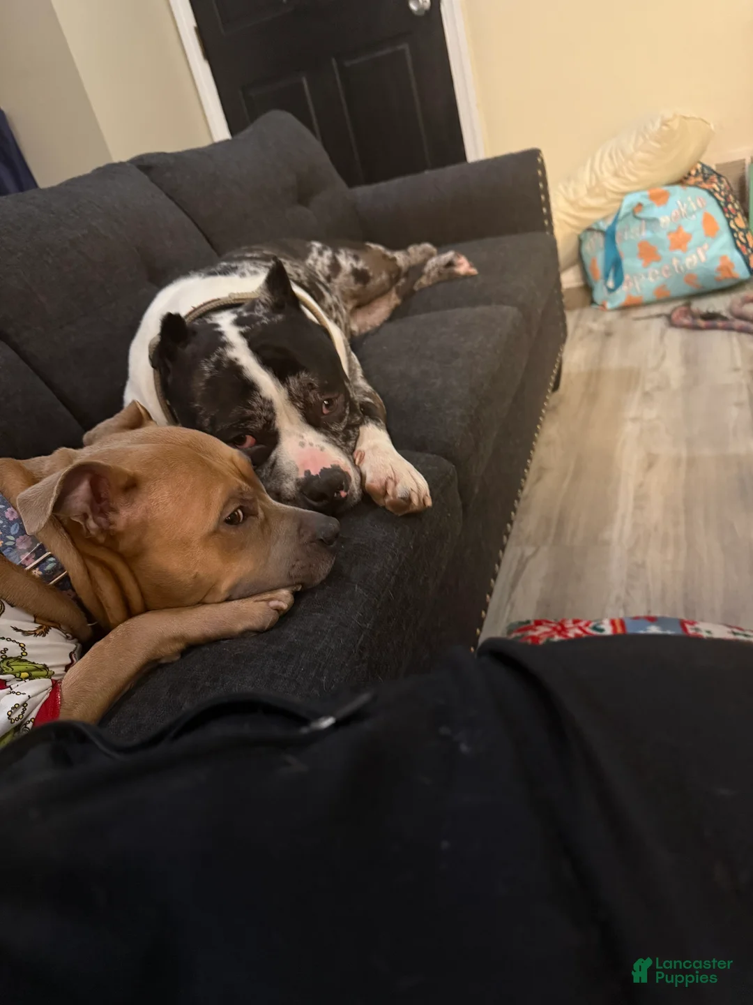 Mixed Breed dogs for sale: Mixed Breed Puppy 2 - Ad 8