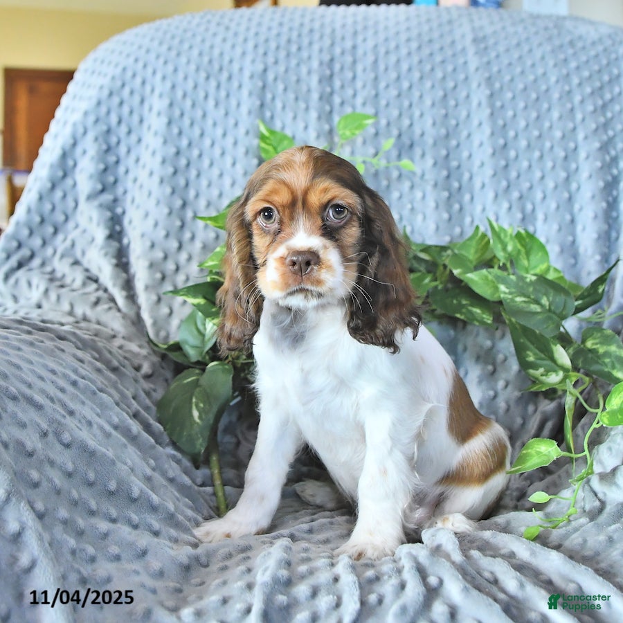 Cocker Spaniel Puppies for sale Lancaster Puppies