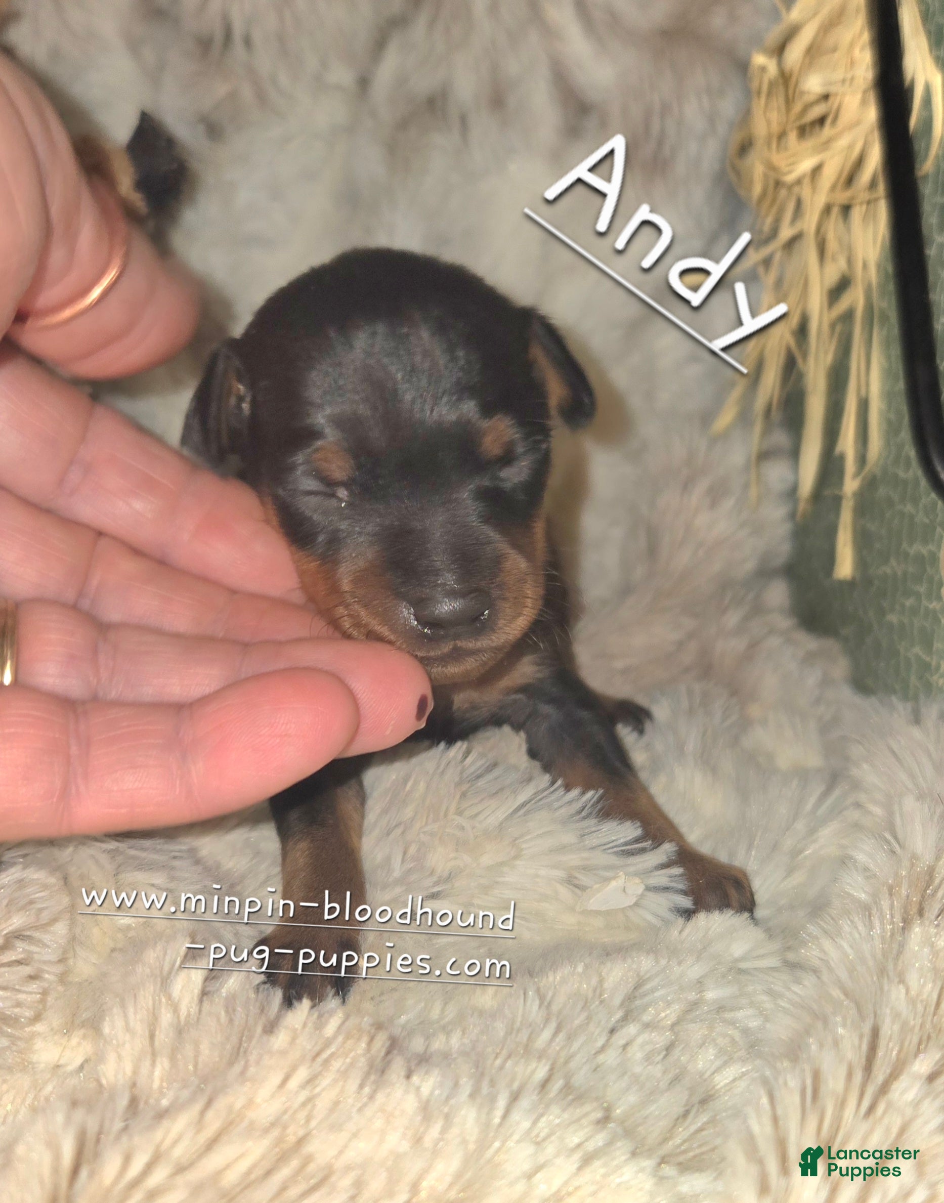 Miniature Pinscher dogs Andy - Ad 7