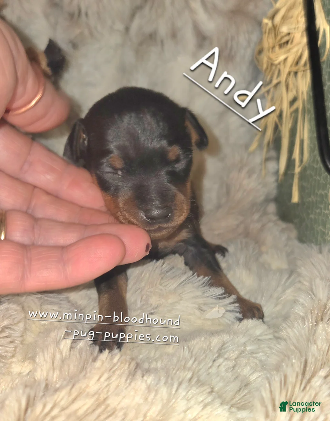 Miniature Pinscher dogs for sale: Andy - Ad 1