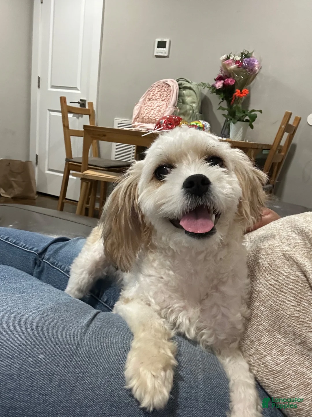 Shihpoo dogs for sale: Shihpoo 1 - Ad 2