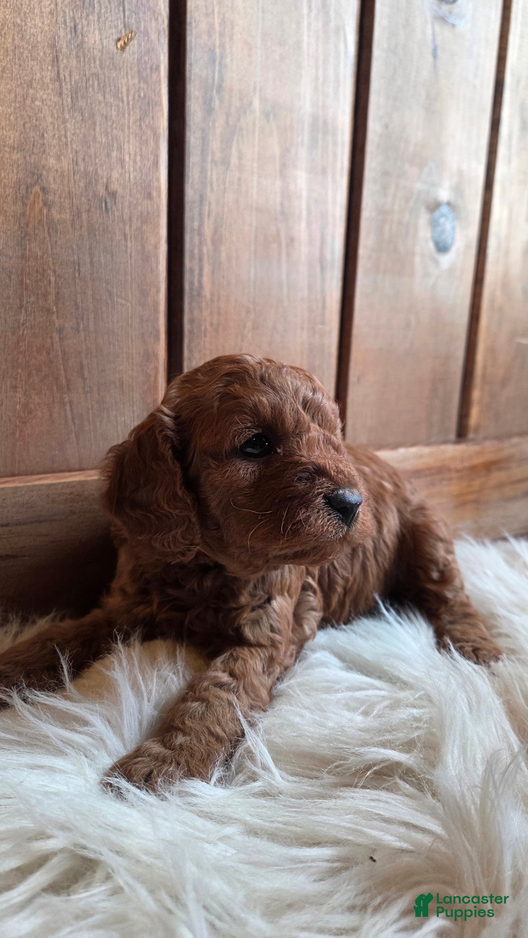 Cavapoo dogs for sale: Milo - Ad 1