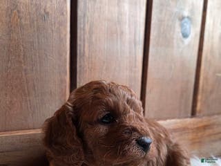 Cavapoo dogs Milo - Ad 35