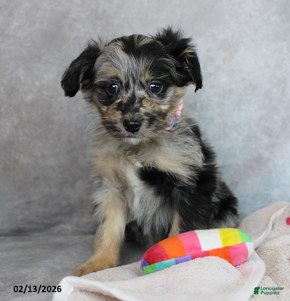 Mini Aussiedoodle dogs Bella   - Ad 2