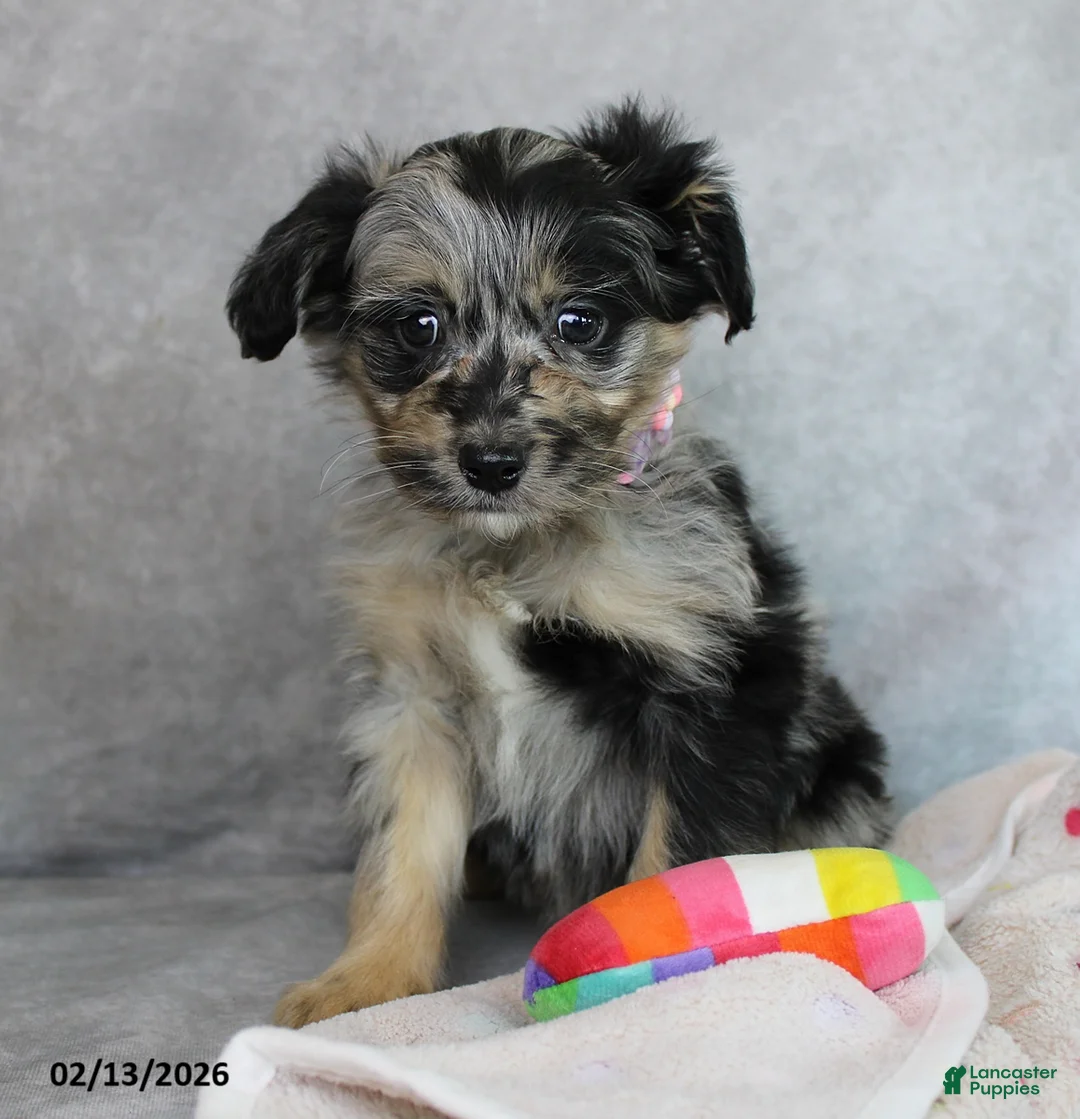 Mini Aussiedoodle dogs for sale: Bella   - Ad 2