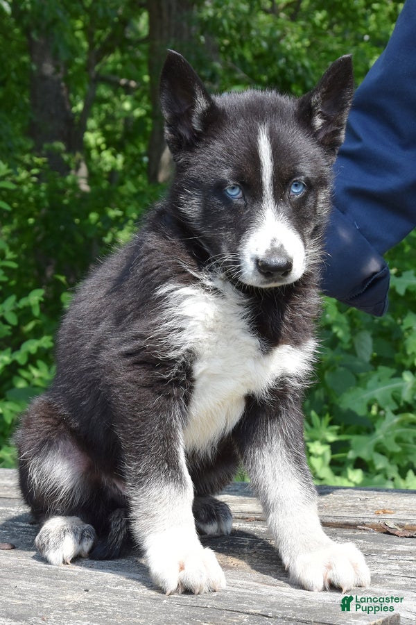 Gerberian Shepsky dogs Wrangler - Ad 2