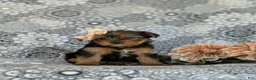 Shorkie dogs for sale: McKinlee 7 lbs Full Grown - Ad 3