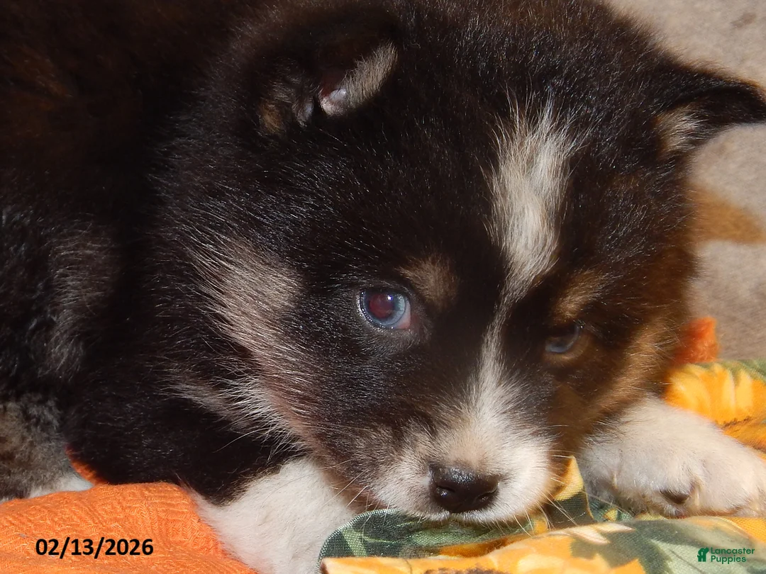 Pomsky dogs for sale: Susie - Ad 4