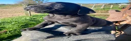 Cane Corso dogs for sale: Chance - Ad 6