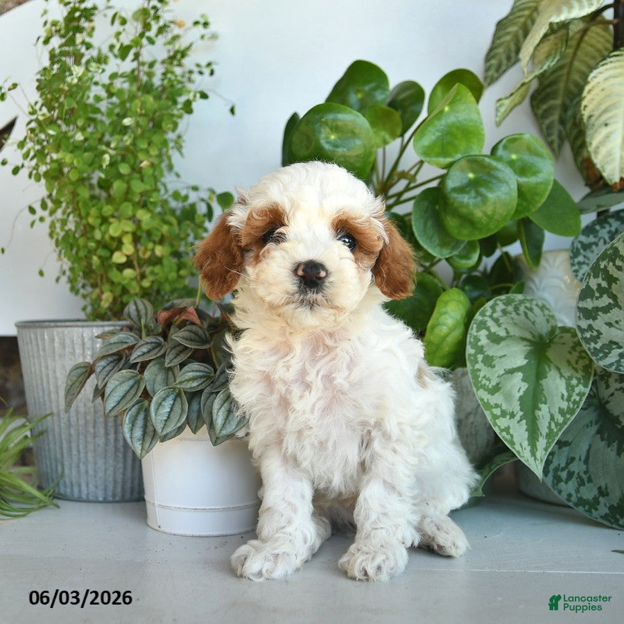 Cavapoo dogs for sale: Lee  - Ad 3