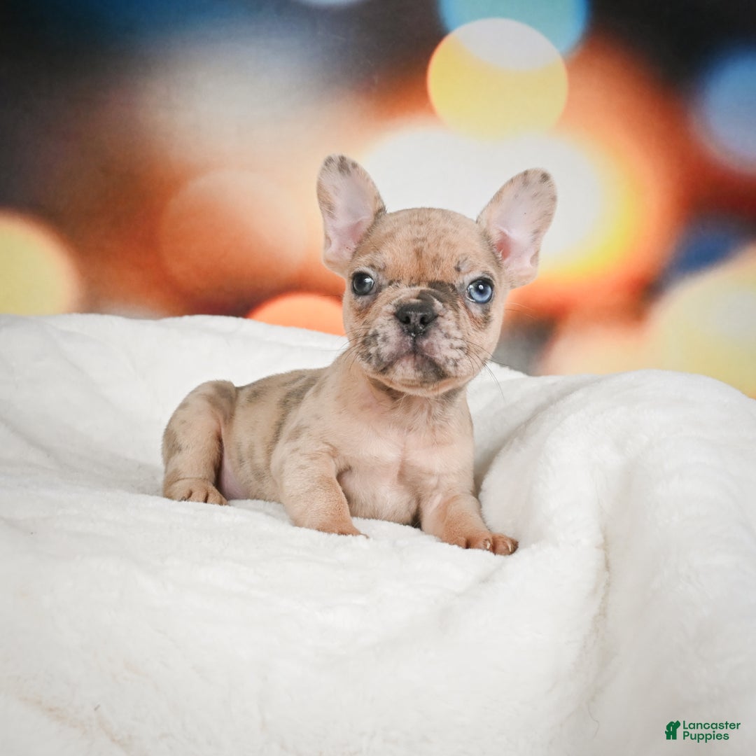 French Bulldog dogs for sale: Zeus - Ad 7