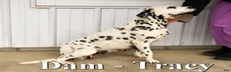Dalmatian dogs for sale: Tulip - Ad 6