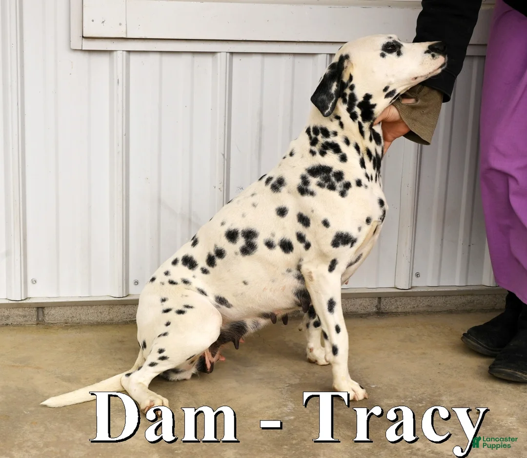 Dalmatian dogs for sale: Tulip - Ad 6