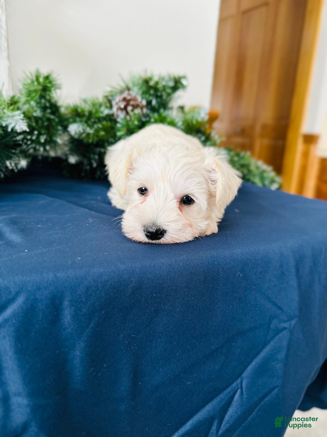 Miniature Schnauzer dogs for sale: Iris - Ad 7