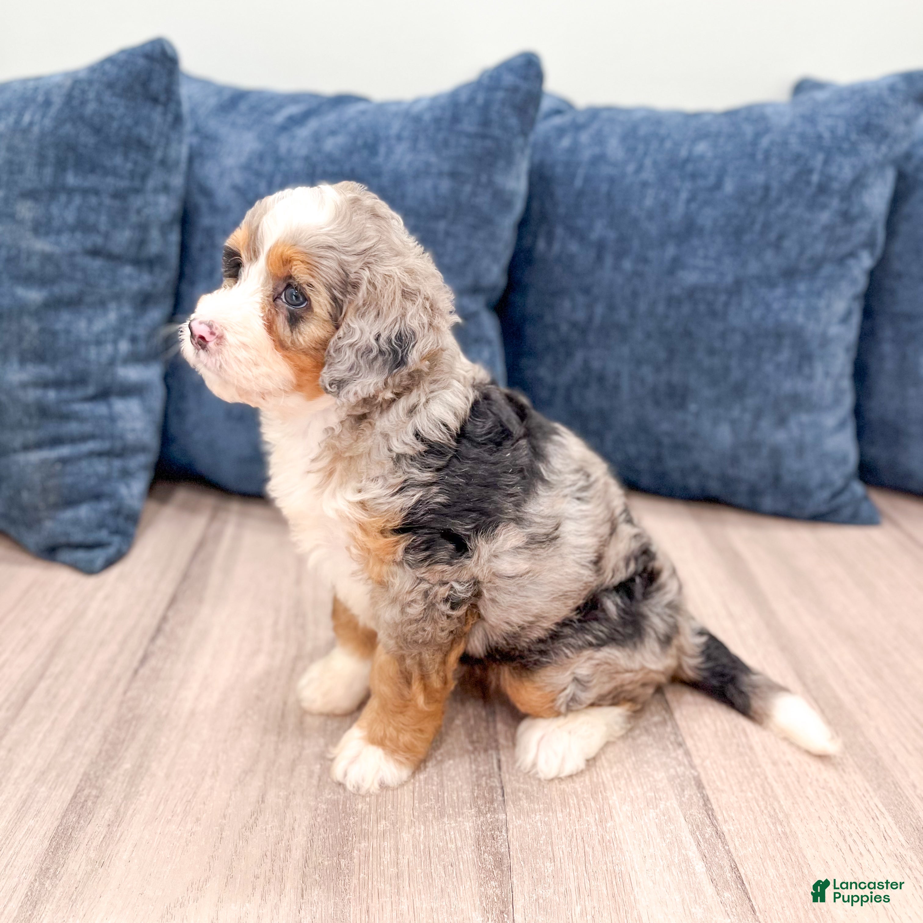 Mini Bernedoodle dogs for sale: Basil - Ad 4