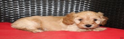 Cavapoo dogs for sale: Rudolph  - Ad 8
