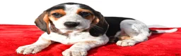 Beagle dogs for sale: Mandy - Ad 1