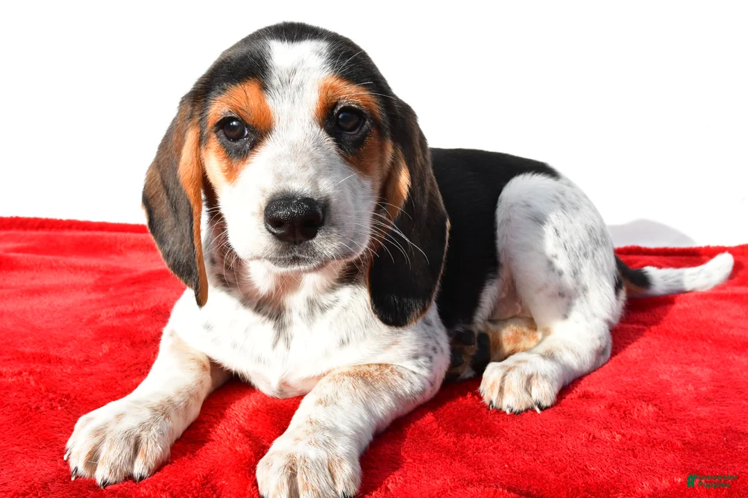 Beagle dogs for sale: Mandy - Ad 1