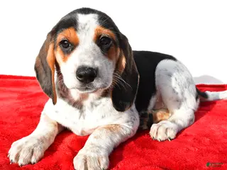 Beagle dogs for sale: Mandy - Ad 1