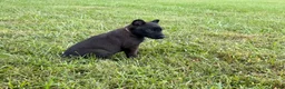 Belgian Malinois dogs for sale: Holly Golightly (dark pink) - Ad 2