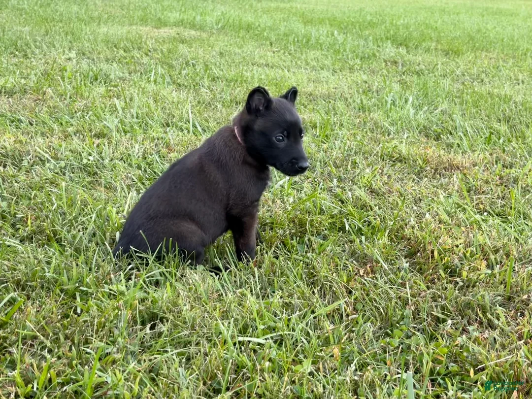 Belgian Malinois dogs for sale: Holly Golightly (dark pink) - Ad 2