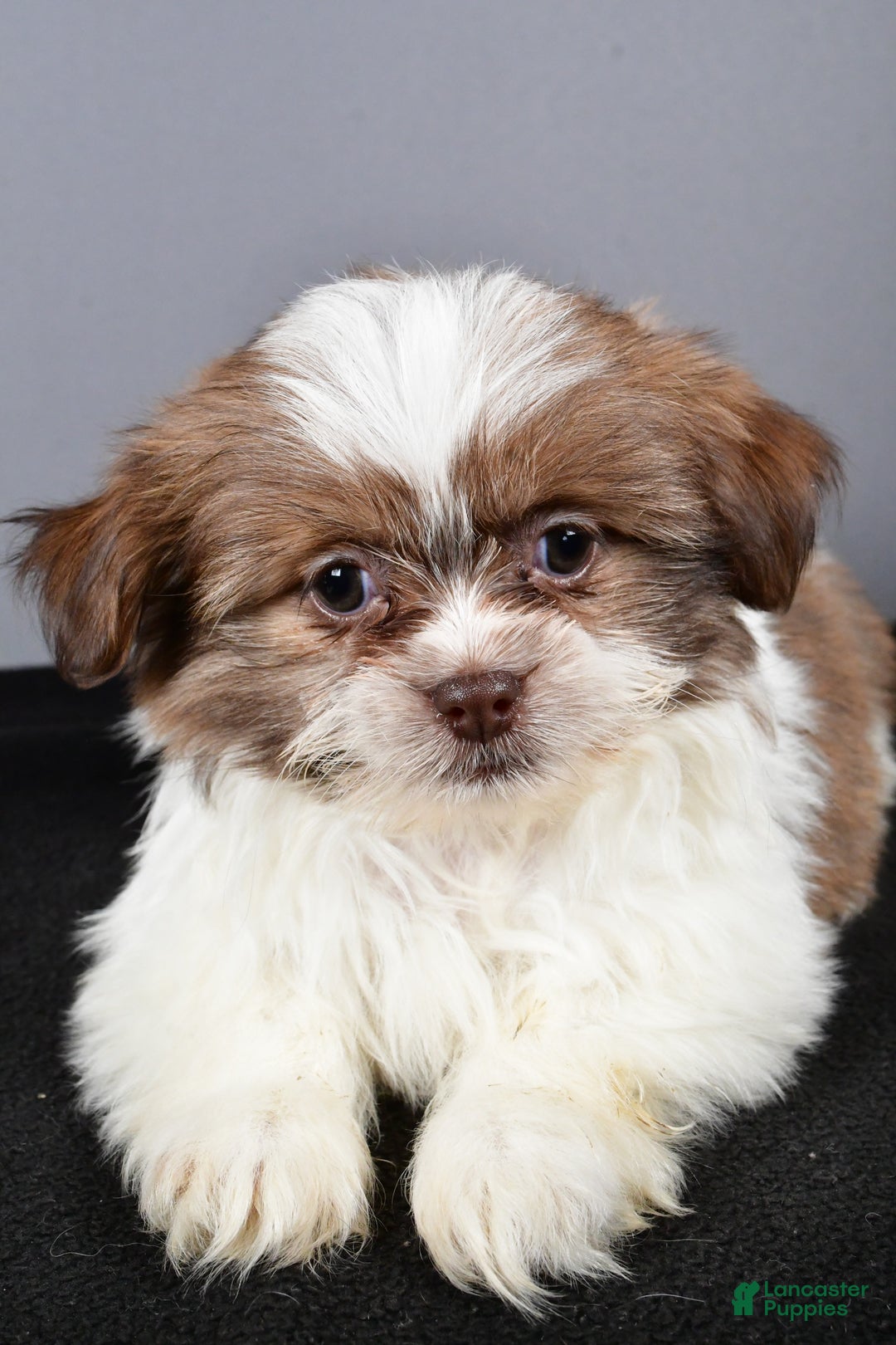 Mixed Breed dogs for sale: Kate - Ad 3