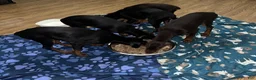 Doberman Pinscher dogs for sale: Doberman Pinscher 4 - Ad 6