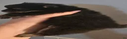 Pomeranian dogs for sale: Black & Tan girl - Ad 6