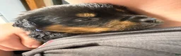 Rottweiler dogs for sale: Rottweiler Puppy 5 - Ad 2