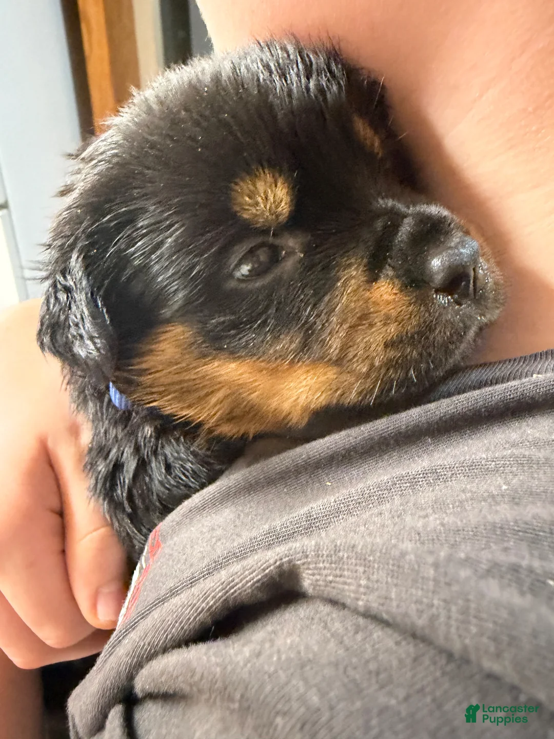 Rottweiler dogs for sale: Rottweiler Puppy 5 - Ad 2