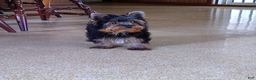 Yorkshire Terrier dogs for sale: Gerri - Ad 10