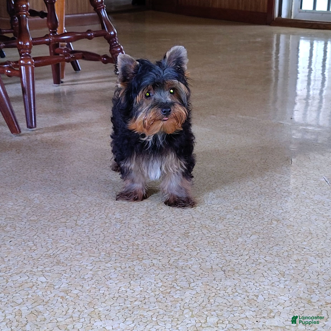 Yorkshire Terrier dogs for sale: Gerri - Ad 10
