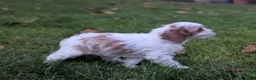 Cavapoo dogs for sale: Mr Benny - Ad 18