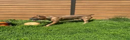Cane Corso dogs for stud: CEASAR - Ad 6