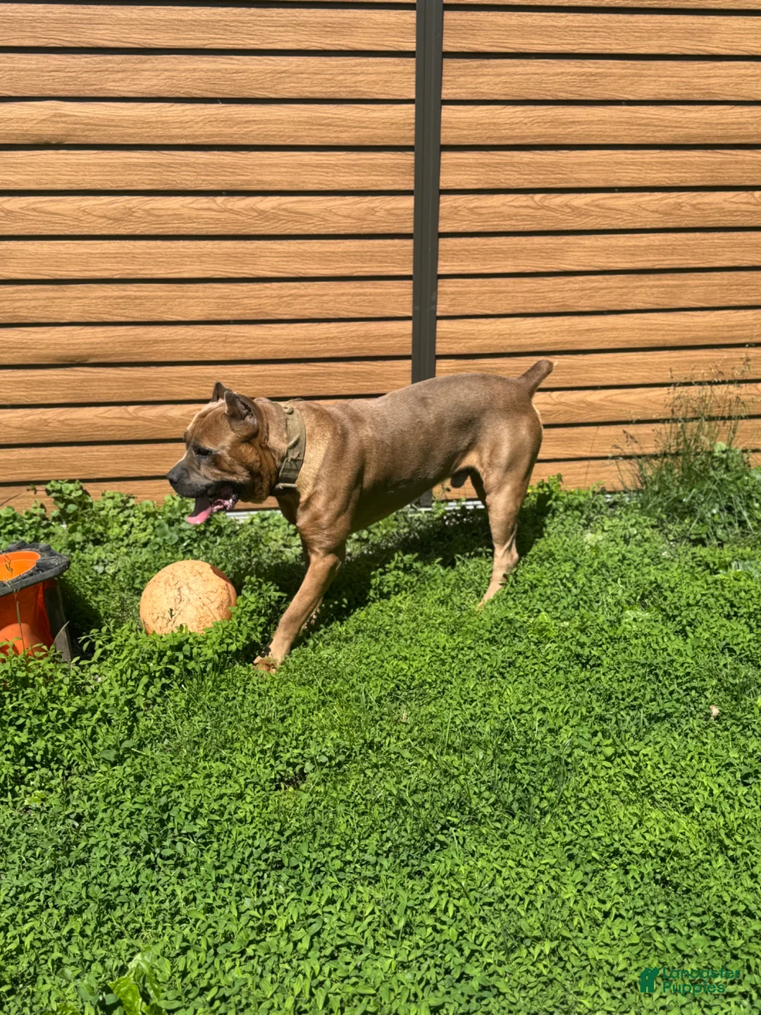 Cane Corso dogs for stud: CEASAR - Ad 6