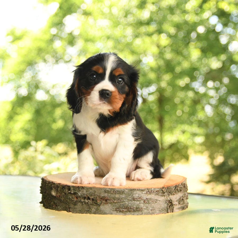 Cavalier King Charles Spaniel dogs Bo  - Ad 1