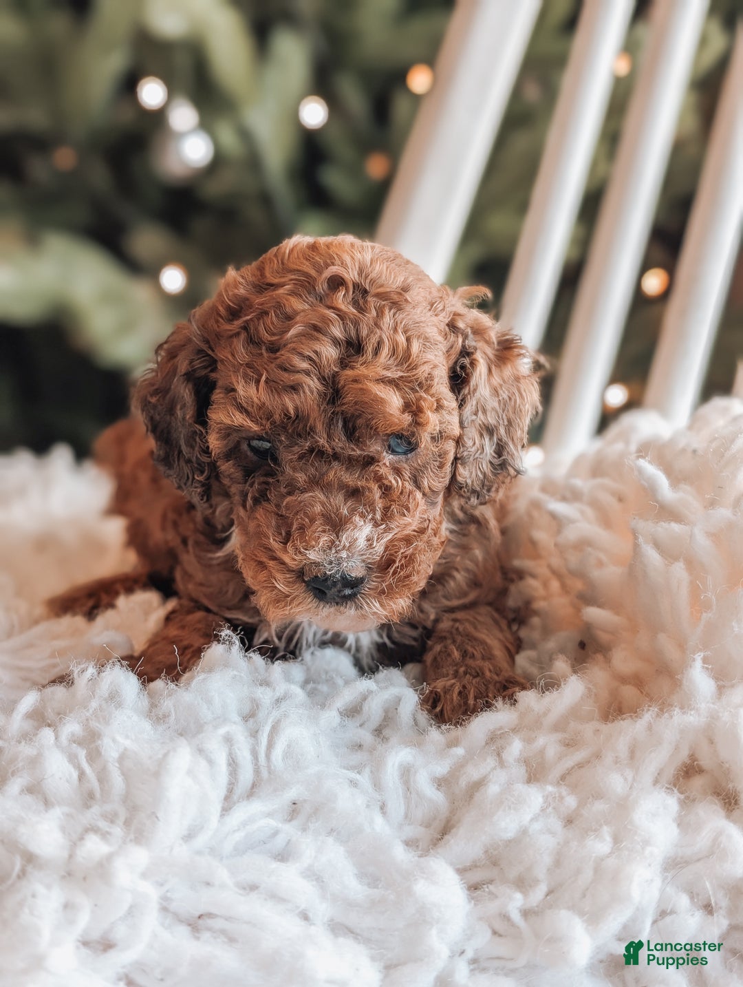 Toy Poodle dogs for sale: Cinnamon  - Ad 2