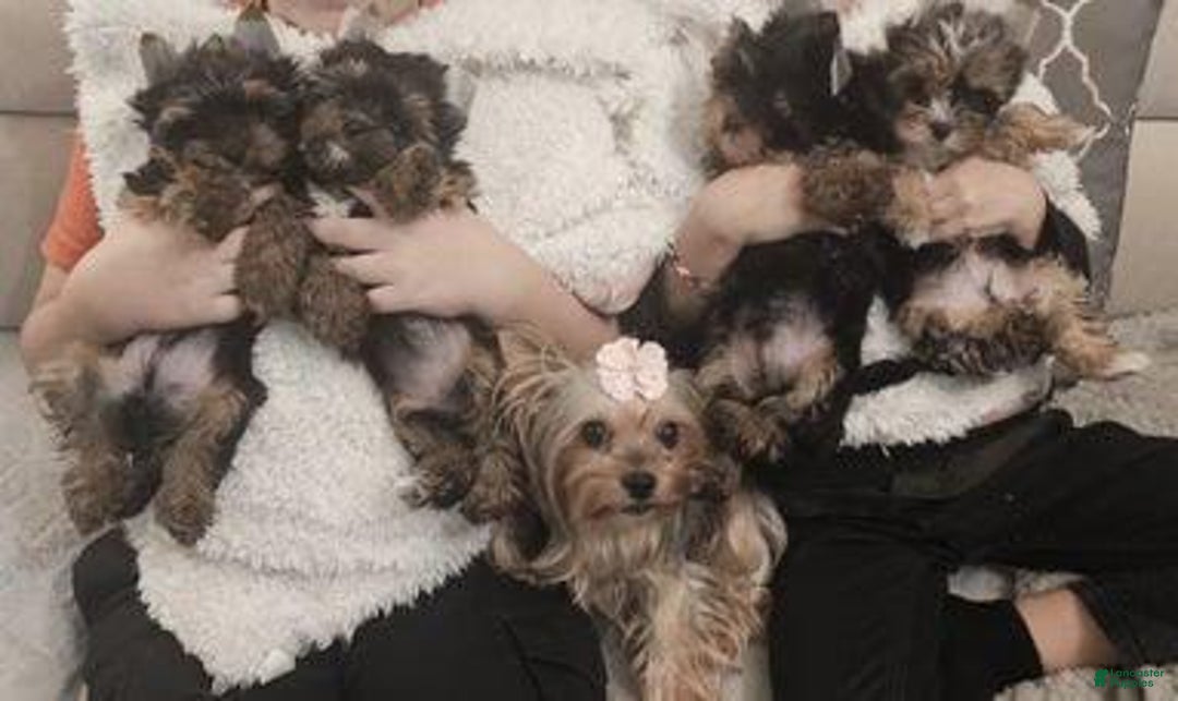 Yorkshire Terrier dogs for sale: Calvin - Ad 16