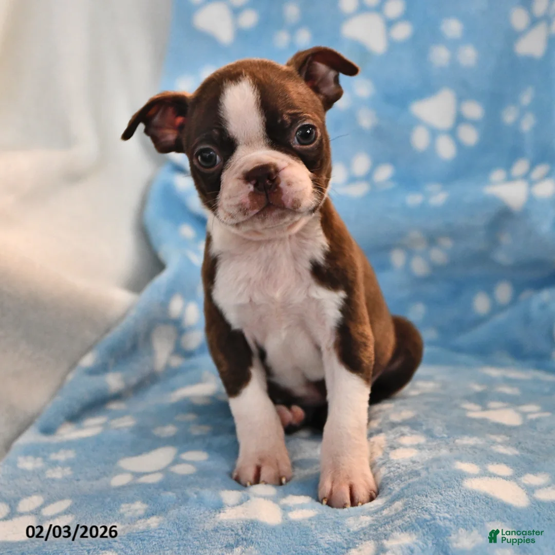 Boston Terrier dogs for sale: Jordan - Ad 3