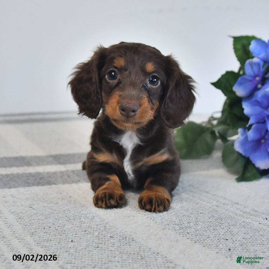 Miniature Dachshund dogs Flora   - Ad 1