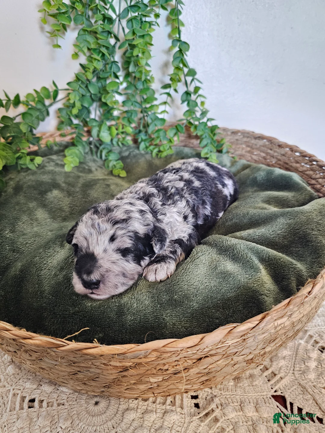 Mini Goldendoodle dogs for sale: Huckleberry - Ad 2