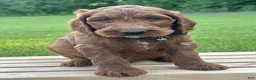 Irish Doodle dogs for sale: Finnley - Ad 11