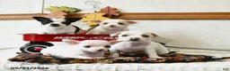 Chihuahua dogs for sale: Archie - Ad 3