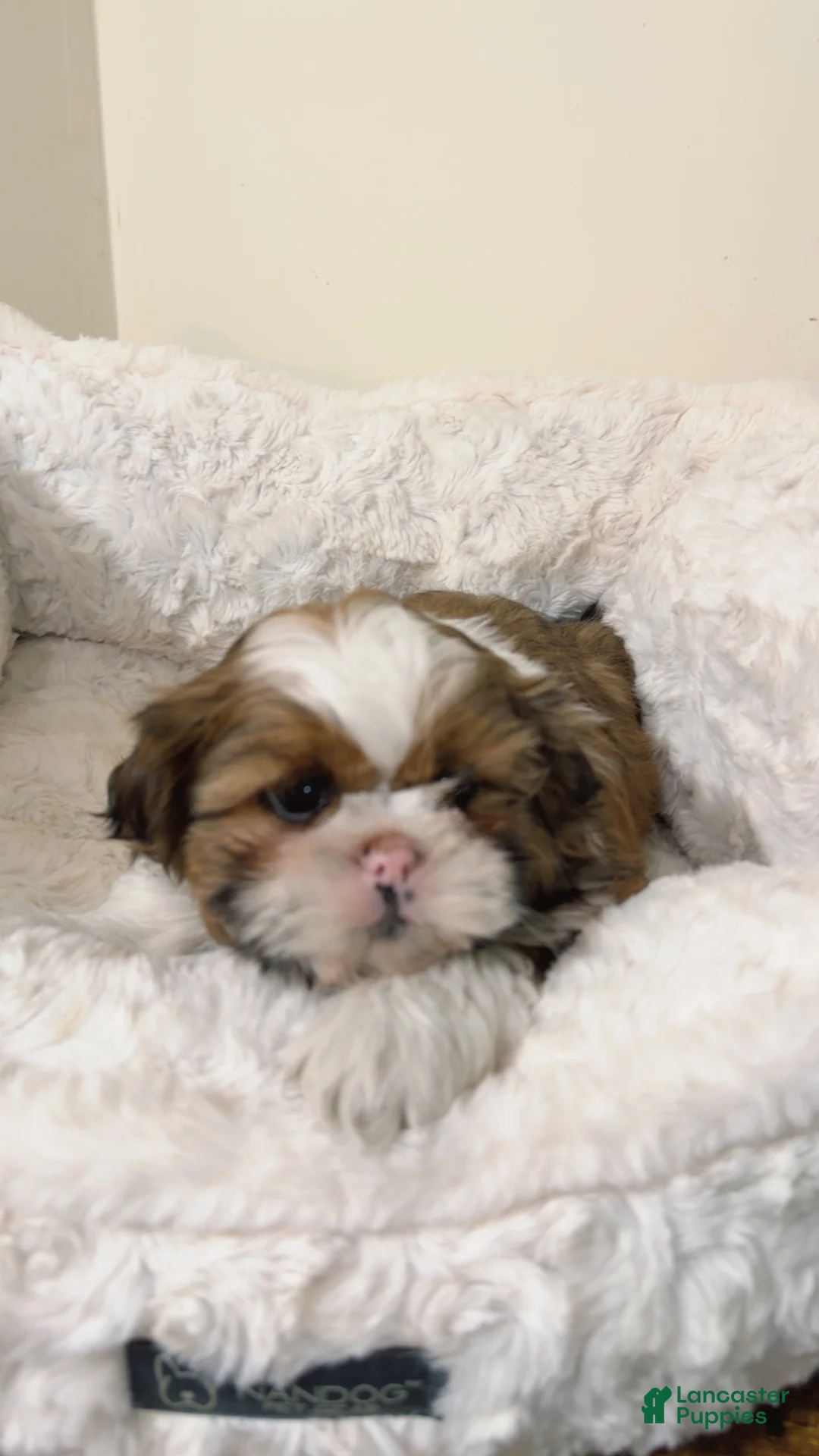 Shih Tzu dogs for sale: Jet  - Ad 2