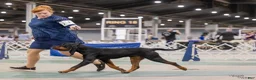 Black And Tan Coonhound dogs for sale: Pete - Ad 7