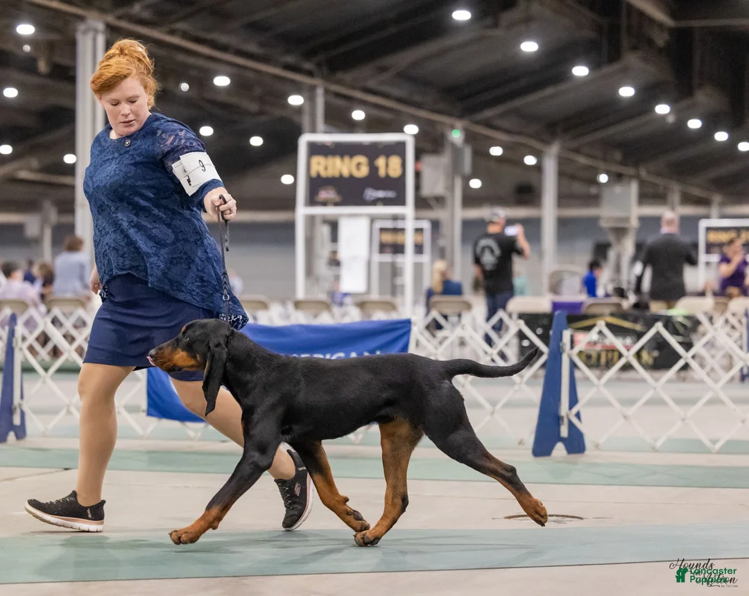 Black And Tan Coonhound dogs for sale: Pete - Ad 7