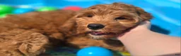 Cockapoo dogs for sale: Cashmere - Ad 17
