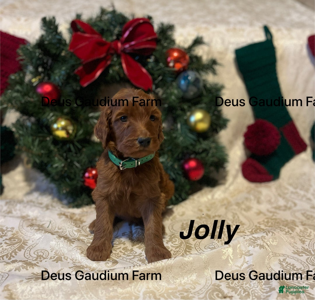 Irish Doodle dogs for sale: Jolly - Ad 4